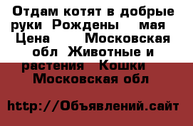 Отдам котят в добрые руки. Рождены 14 мая › Цена ­ 1 - Московская обл. Животные и растения » Кошки   . Московская обл.